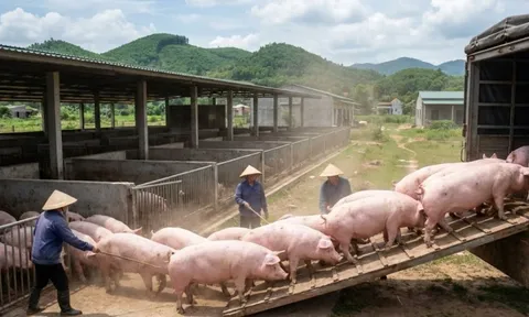 Giá heo hơi hôm nay 26/2/2026: Miền Bắc giữ đỉnh cao nhất