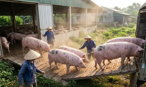 Giá heo hơi hôm nay 27/2/2026: Miền Bắc điều chỉnh nhẹ