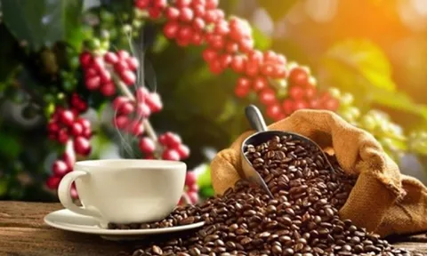 Ai đang sở hữu Cà Phê Gia Lai làm ăn thua lỗ liên tiếp 3 năm liền?