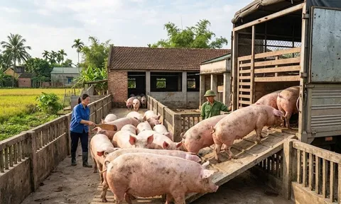 Giá heo hơi hôm nay 4/3: Chênh lệch 5.000 đồng/kg giữa các miền