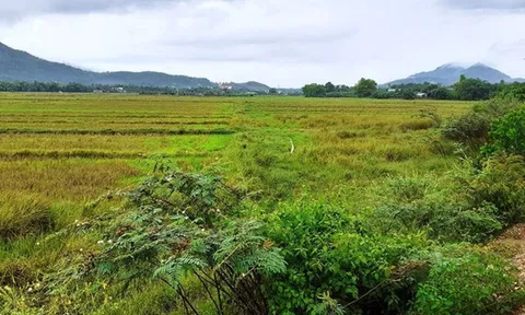 Nở rộ tình trạng cò chuyển đổi đất nông nghiệp sang đất ở, Đà Nẵng phát đi cảnh báo