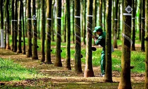 Cao su Hòa Bình giải trình việc cổ phiếu HRC tăng trần 5 phiên liên tiếp