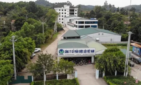 Dược liệu Việt Nam mất giá 64% từ đỉnh, lãnh đạo tranh thủ 'chốt lời' đúng lúc
