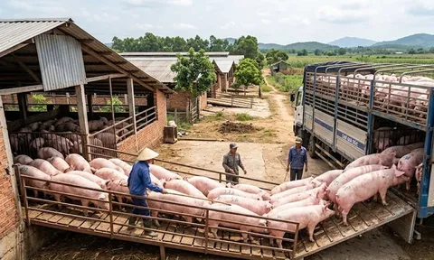 Giá heo hơi hôm nay 13/3: Miền Nam giảm nhẹ, thấp nhất 65,000 đồng/kg