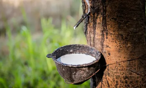 Cổ phiếu HRC tăng nóng, 14 phiên trần liên tiếp giữa vùng trống thông tin