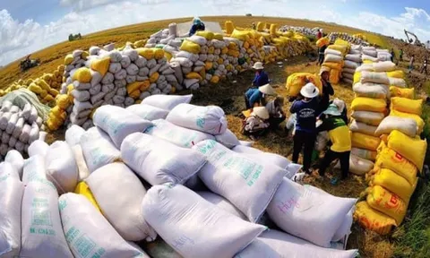 Kiểm tra 44 doanh nghiệp kinh doanh, xuất khẩu lúa gạo