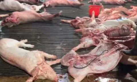 Công ty Cổ phần Dịch vụ Suất ăn Công nghiệp Hà Nội lên tiếng về việc có ký hợp đồng với Cường Phát