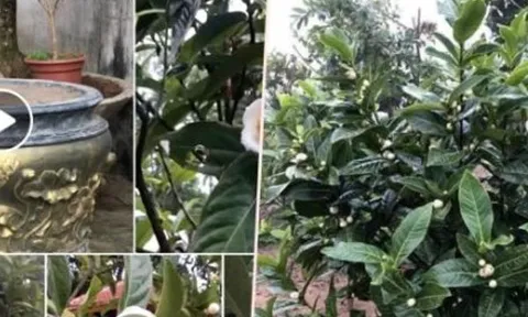 Hết thời lan đột biến, bạch hải đường lại lên cơn sốt, sang tay 1,2 tỷ đồng/cây