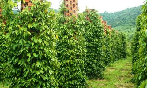 Giá hồ tiêu xuất khẩu của Việt Nam tiếp tục tăng cao