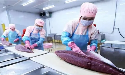Xuất khẩu cá ngừ tăng gần 20%