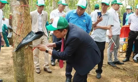Bức tranh ngành cao su quý I/2026: Giá phục hồi nhưng lợi nhuận chưa theo kịp