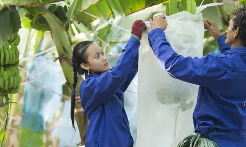 Lỗ nặng, HAGL Agrico đứng bên vực huỷ niêm yết