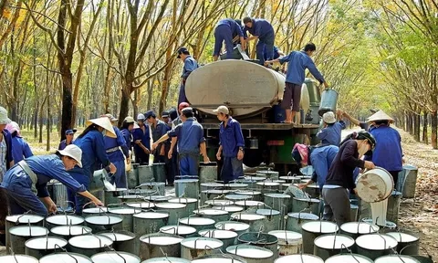 Cổ đông Tập đoàn Cao su lỗ 36.400 tỷ đồng sau 3 tháng