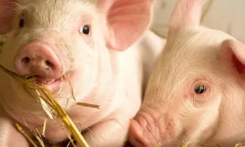 Áp lực của doanh nghiệp chăn nuôi: Lỗ trăm tỷ - lãi chạm đáy