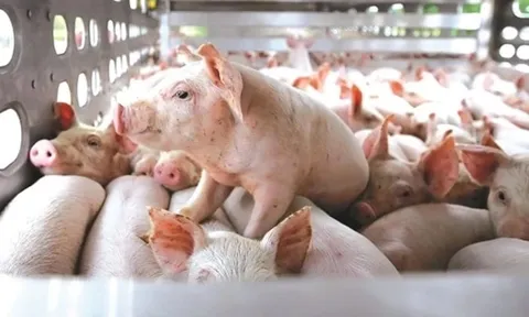 Giá lợn phục hồi, nhiều ‘ông lớn’ ngành chăn nuôi vẫn chưa thể vực dậy