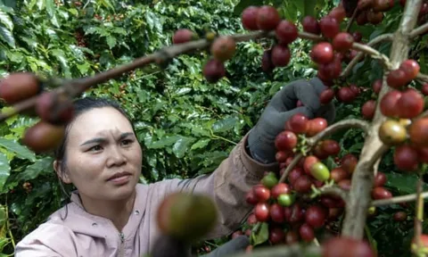 Giá cà phê trong nước có xu hướng giảm