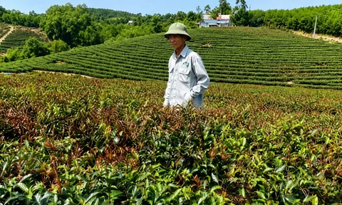 Tổng công ty Chè Nghệ An: Sản xuất đình trệ, lỗ đậm và nợ kéo dài nhiều năm