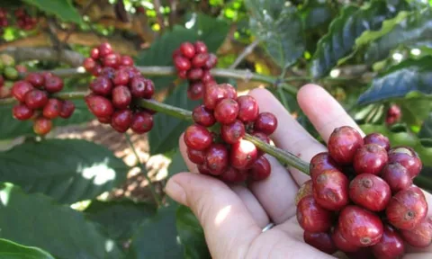 Giá cà phê tăng, hồ tiêu ổn định