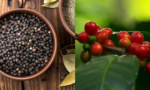 Giá cà phê đồng loạt tăng mạnh