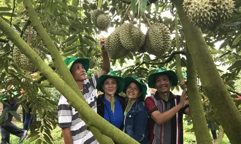 Phân bón Phú Mỹ: Bí quyết cho cây dưa và sầu riêng ở miền Trung – Tây Nguyên những mùa bội thu