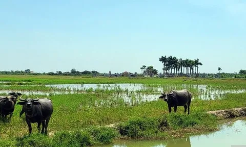 Dự án của WinEco chậm triển khai, hơn 83ha “bờ xôi ruộng mật” nuôi cỏ