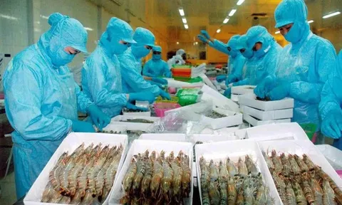 Tôm Việt sang Mỹ chịu thuế cao nhất 19 năm qua, lên tới hơn 35%