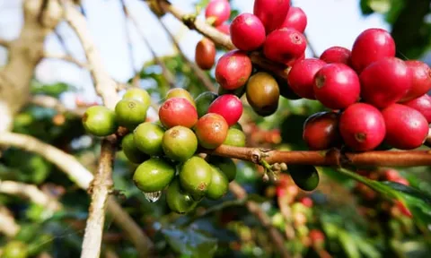 Giá tiêu tăng, cà phê giảm mạnh