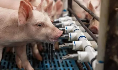 So găng doanh nghiệp nội và ngoại trong ngành chăn nuôi