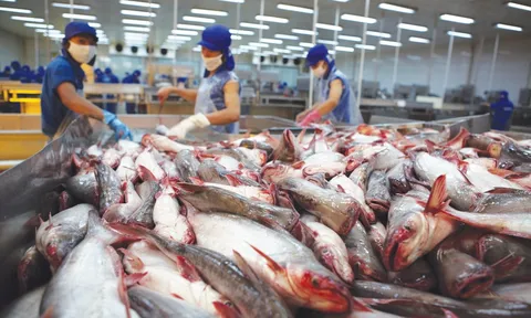 Ông lớn thuỷ sản Việt: 'Vua' tham vọng lập kỷ lục,'nữ hoàng' thận trọng chờ thời