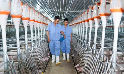 BAF Việt Nam (BAF) dòng tiền kinh doanh quý I âm hơn 300 tỷ đồng, bỏ 810 tỷ để lập 4 công ty con tại Hà Nội