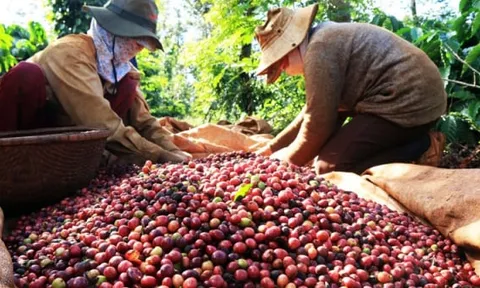 Giá cà phê giảm mạnh, hồ tiêu đi ngang