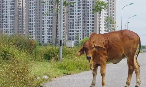 Thanh Hóa: Khu đất nghìn tỷ đấu giá khốc liệt bỗng thành nơi...thả bò