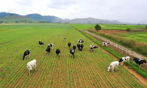 Vinamilk vào Top 5 cổ phiếu đáng quan tâm của Đông Nam Á 