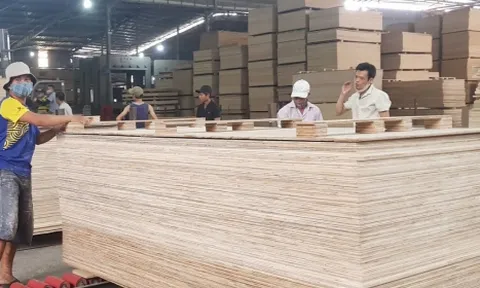37 doanh nghiệp gỗ dán cứng có nguy cơ bị áp thuế cao khi xuất qua Mỹ
