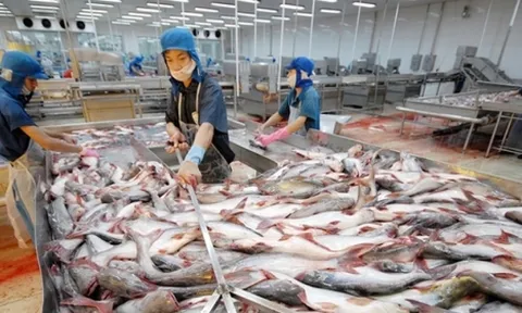 Kim ngạch xuất khẩu cá tra năm 2023 dự báo giảm 15%