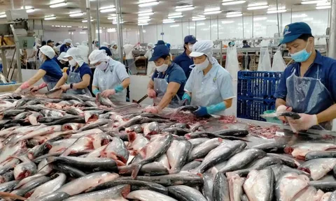 Kinh doanh thủy sản 2 mảng sáng tối: Nhóm cá tra 'được mùa', nhiều DN thua lỗ