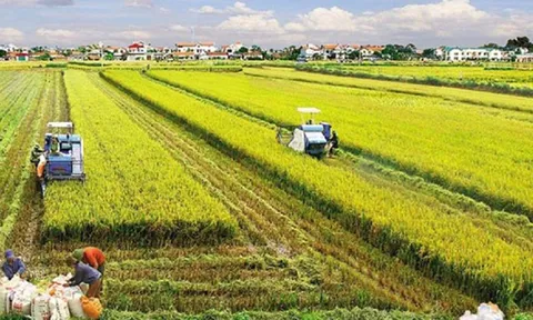 Giá đền bù đất nông nghiệp tăng, lo đầu cơ tạo sóng gom hàng?