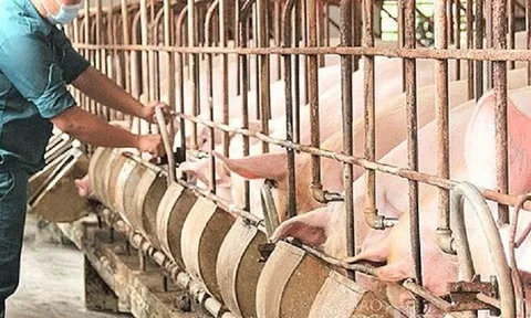 Giá lợn giảm nhiều ngày: Kỳ nghỉ lễ có cắt đứt đà giảm?