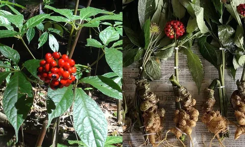 Cảnh giác mỹ phẩm, dược phẩm, bánh kẹo mạo danh nguồn gốc sâm Ngọc Linh, sâm Lai Châu