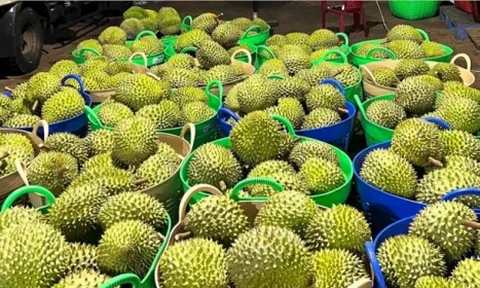 Trái cây xuất khẩu sang Trung Quốc bất ngờ bị tuýt còi, Bộ NN&PTNT nói gì?