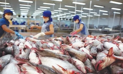 Mỹ giảm thuế đối với cá tra của Việt Nam