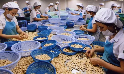 Xuất khẩu hạt điều Việt Nam đạt mức cao kỷ lục