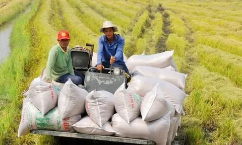 Giá gạo tiếp tục xu hướng giảm, về sát mốc 600 USD/tấn