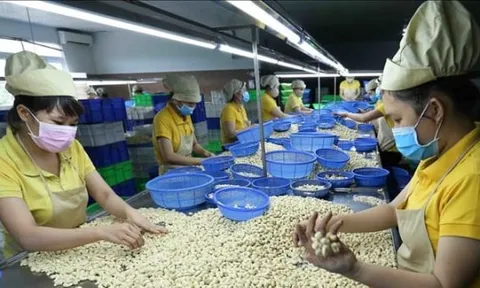 Hiệp hội châu Âu, Mỹ cảnh báo về chất lượng điều Việt Nam
