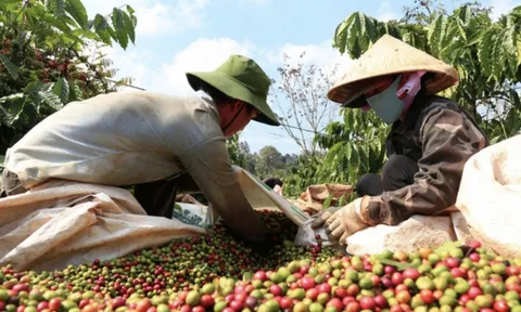 Hưởng lợi giá cao nhất mọi thời đại, DN cà phê kinh doanh ra sao?
