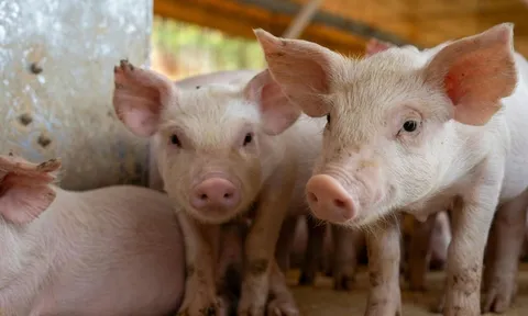 Giá heo hơi hôm nay 17/10: Ba miền "đóng băng ", miền Bắc và miền Nam giữ vững đỉnh giá
