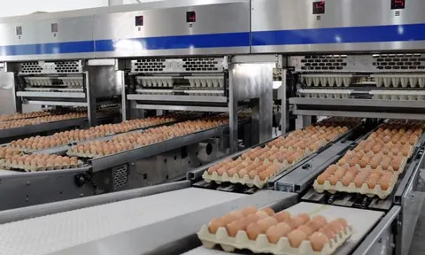 Lợi nhuận mảng nông nghiệp của Hòa Phát quý 3/2024 tăng 80% so với cùng kỳ