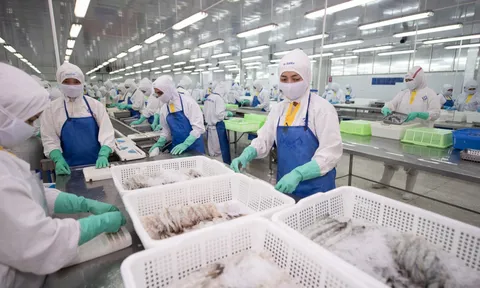 'Trùm' xuất khẩu tôm Sao Ta: Doanh thu kỷ lục nhưng lãi chỉ nhích tăng