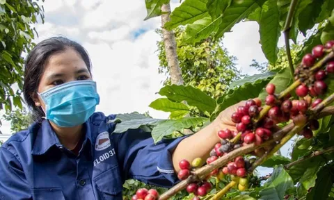 Giá nông sản hôm nay 24/10/2025: Giá cà phê tiếp đà tăng mạnh, hồ tiêu duy trì ổn định