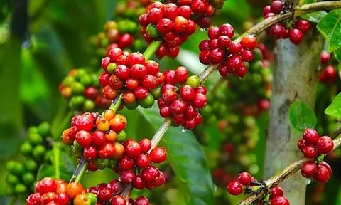 Giá nông sản hôm nay 27/10/2025: Thị trường nông sản lặng sóng